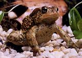 toad.jpg image by GCmonkey16
